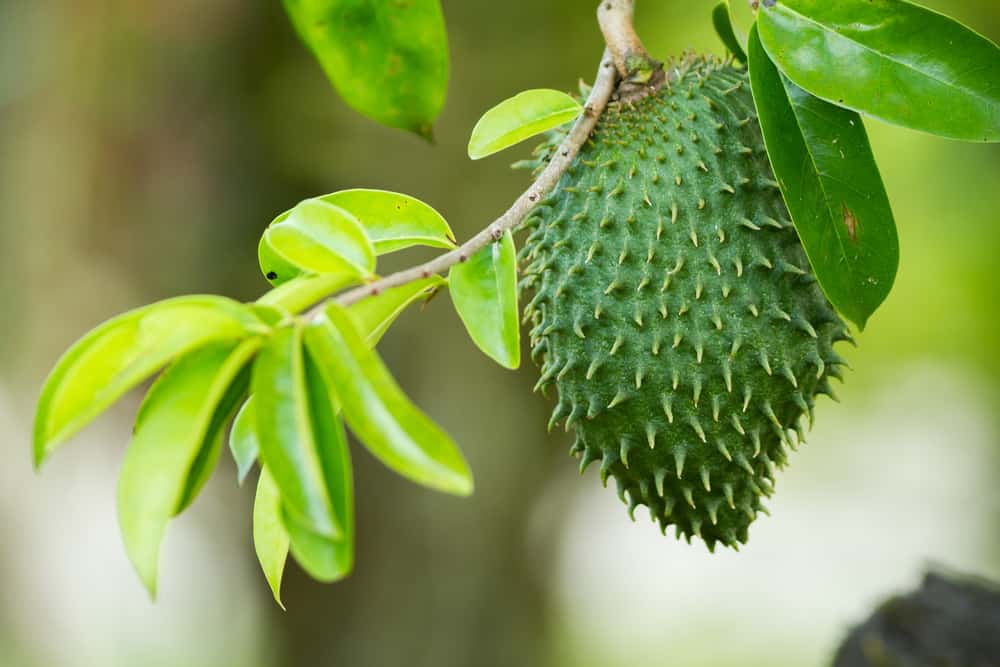 Rivela 5 potenziali foglie di acetosa per curare il cancro