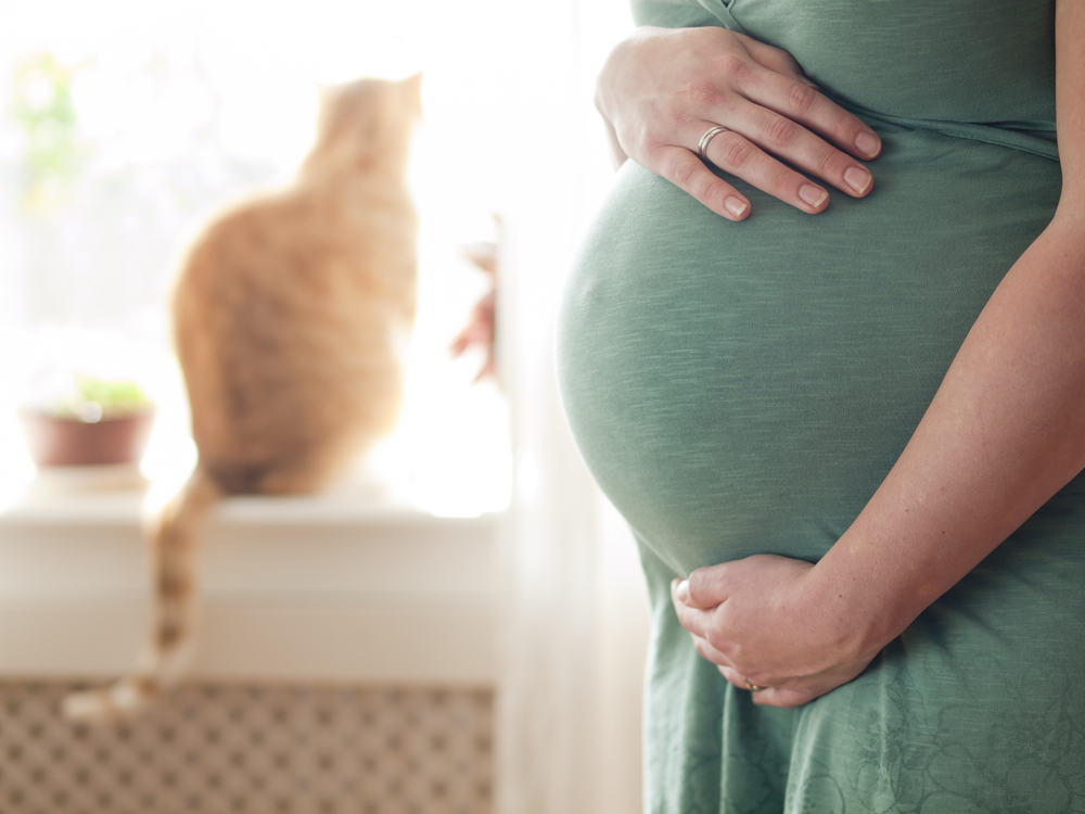 Come evitare il toxoplasma dai gatti quando sei incinta