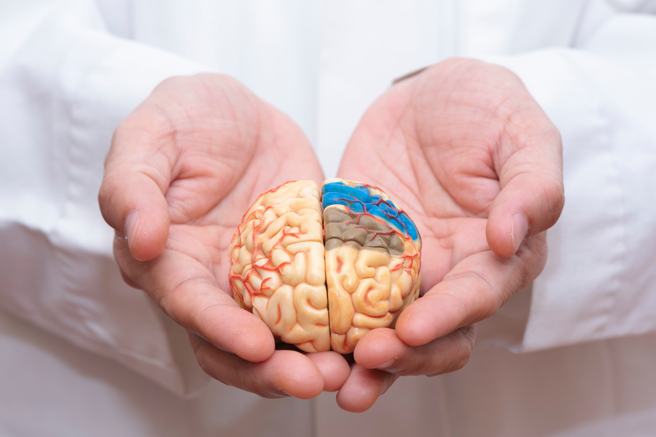 معلومات كاملة عن الدماغ المتوسط ​​، بما في ذلك هيكله ووظيفته واضطراباته