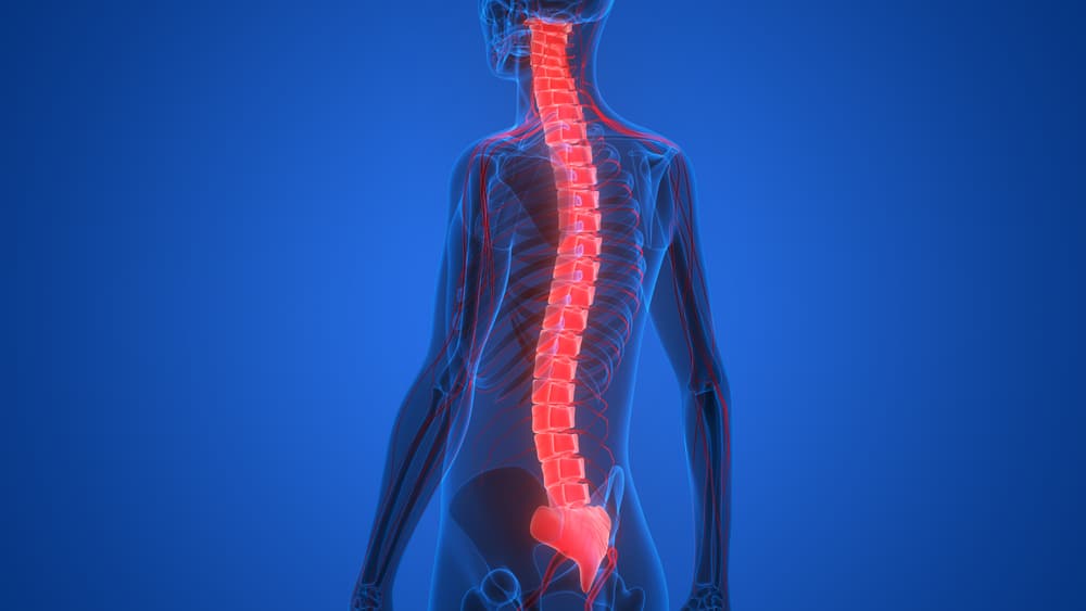 Cosa sono i nervi spinali?
