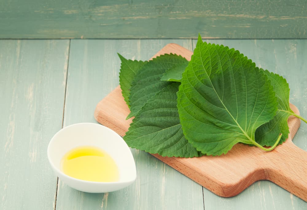Benefici delle foglie di Perilla (foglie di basilico cinese) per la salute