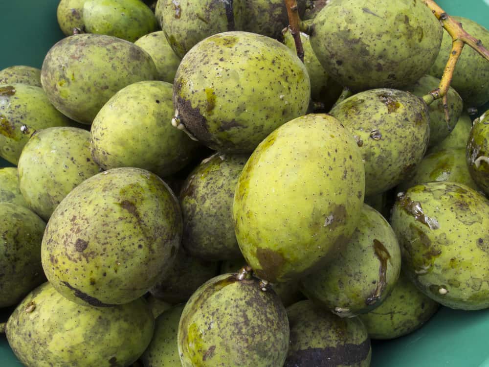 Un milione di benefici del frutto di Bacang, frutto simile al mango