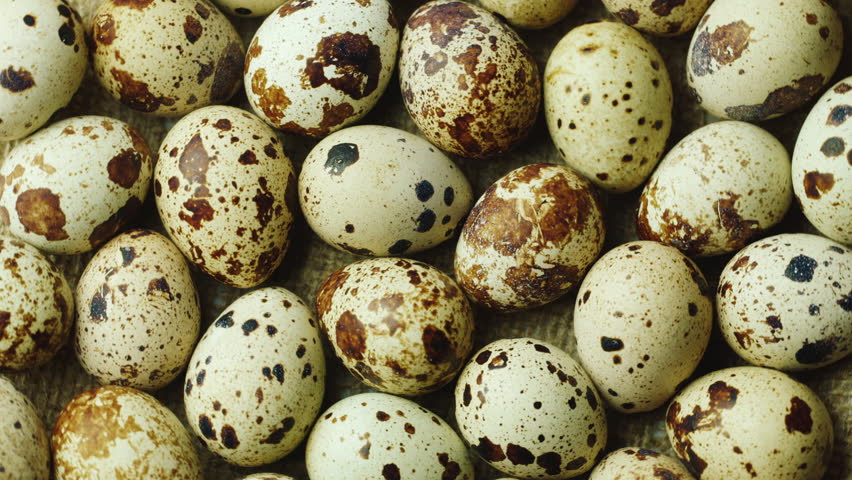 È vero che mangiare uova di quaglia può aumentare il colesterolo?