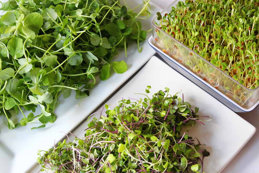 Microgreens, minuscole verdure verdi che hanno una miriade di sostanze nutritive