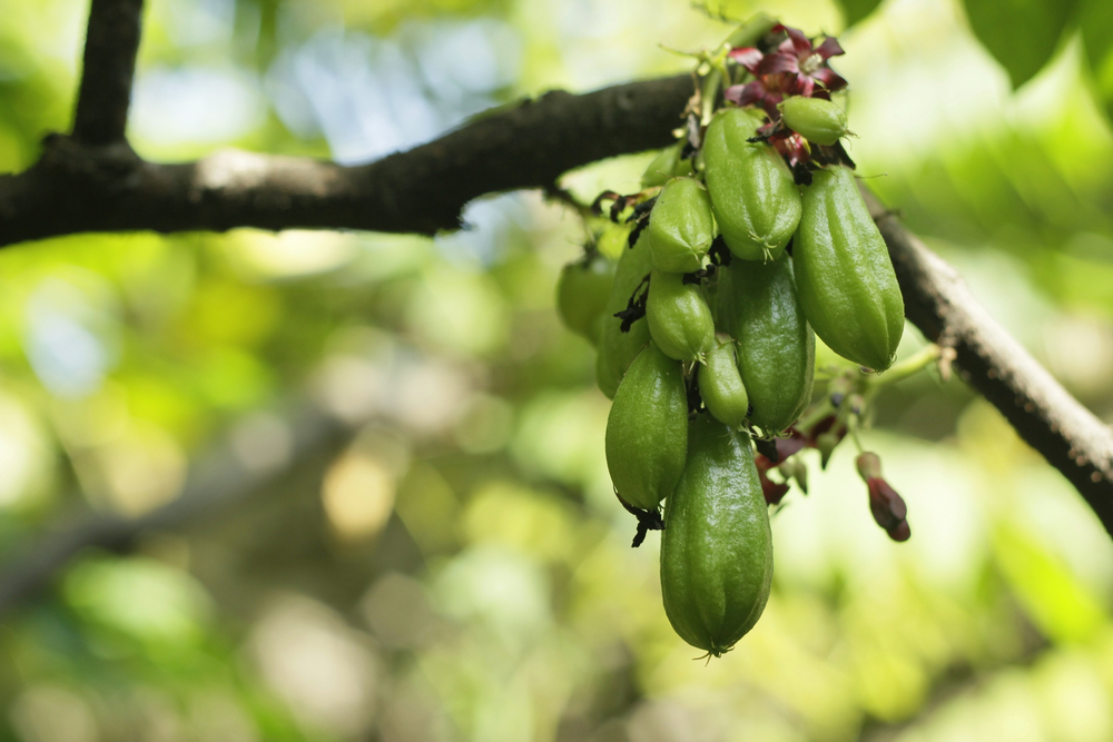 Starfruit'in Sağlığa 5 Faydası Nelerdir?
