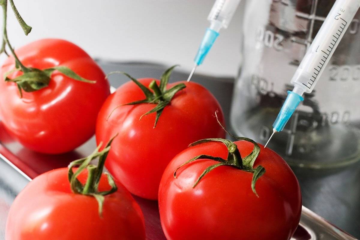 Cosa devi sapere sugli alimenti geneticamente modificati