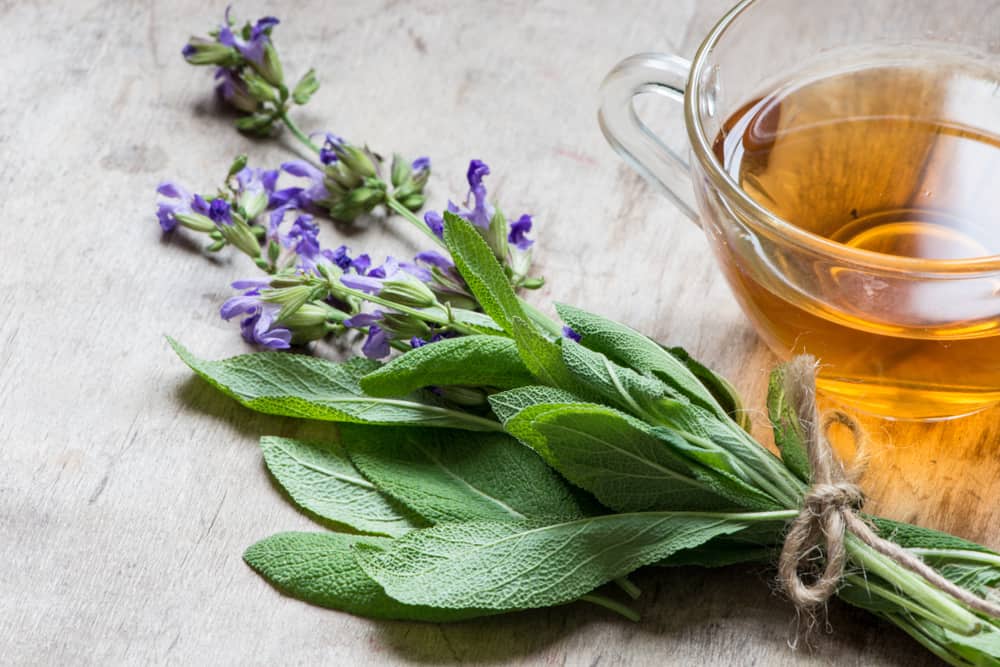 تعرف على الفوائد والآثار الجانبية لشرب شاي المريمية
