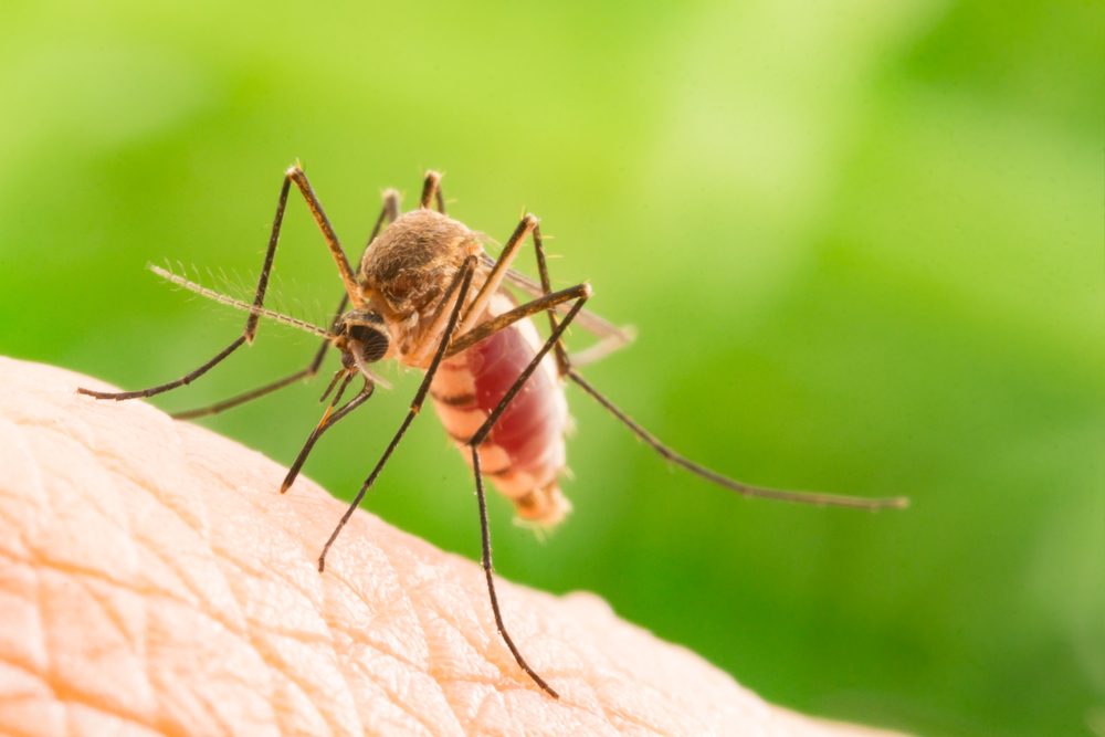 6 tipi di malattie più spesso trasmesse attraverso le punture di zanzara