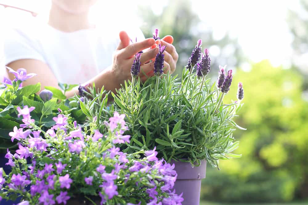 6 نباتات طاردة للبعوض يمكنك أن تنمو في المنزل