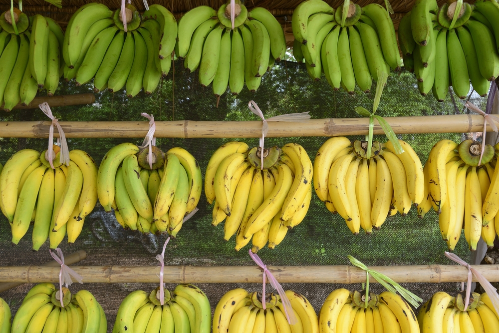 الموز الأخضر مقابل الموز الأصفر ، أيهما أكثر تغذية؟