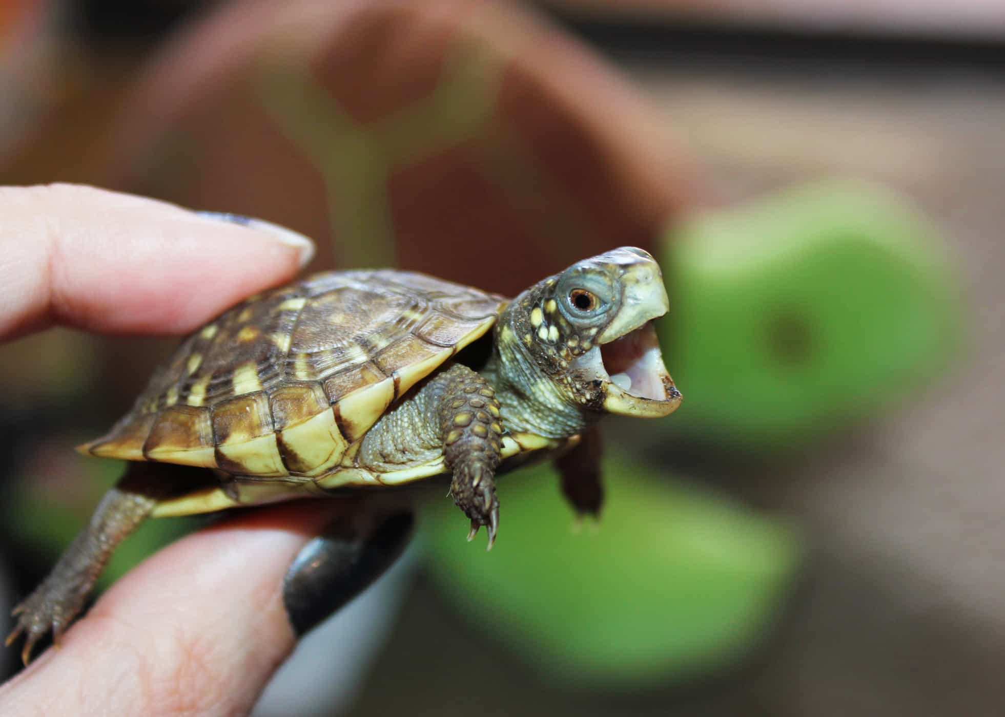 Tenere le tartarughe in casa? Attenzione all'infezione batterica da salmonella