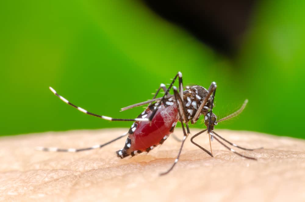 Segni e sintomi della malattia di Chikungunya a cui prestare attenzione